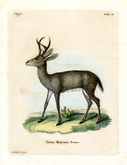 Mexican Deer a German School, (19th century)