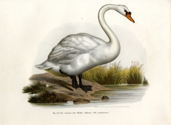 Mute Swan a German School, (19th century)