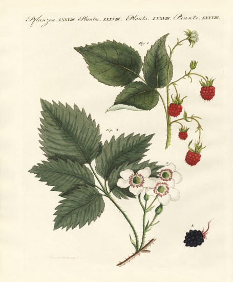 Raspberries and blackberries a German School, (19th century)