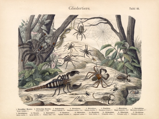 Scorpions and Spiders, c.1860 a German School, (19th century)