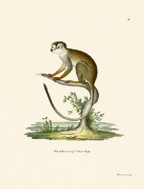 Squirrel Monkey