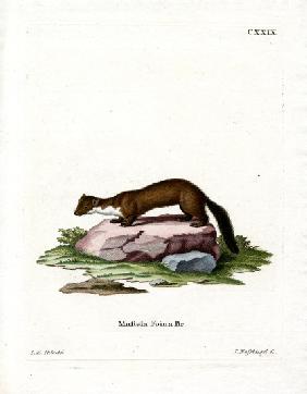 Stone Marten