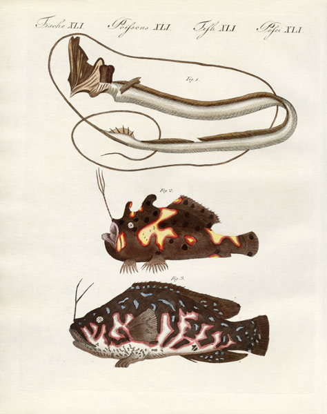 Strange fish a German School, (19th century)