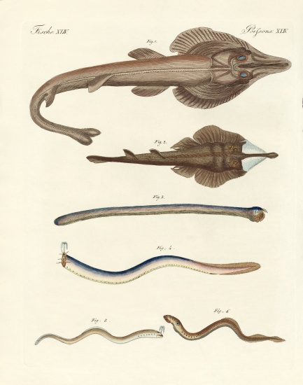 Strange cartilageous fish a German School, (19th century)