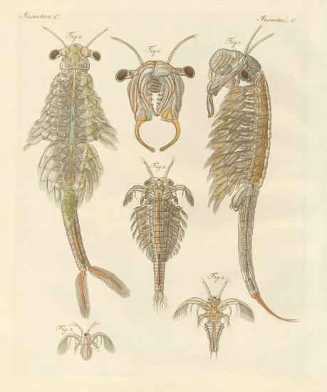 Strange crustaceans a German School, (19th century)