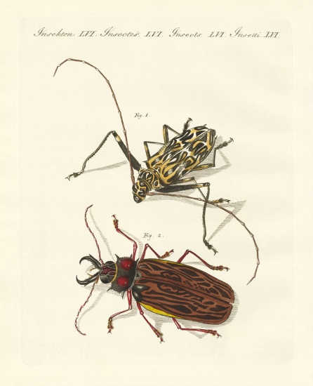 Strange foreign beetles a German School, (19th century)