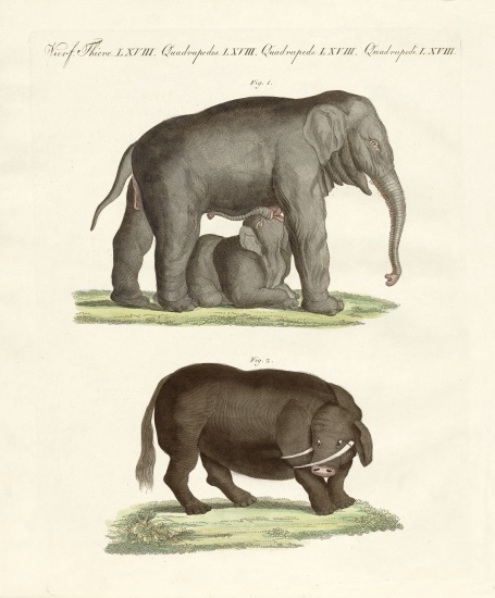 Strange four-footed animals a German School, (19th century)
