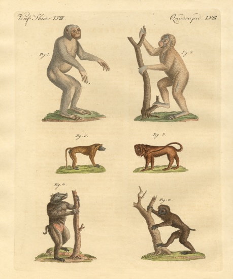 Strange kinds of monkeys a German School, (19th century)