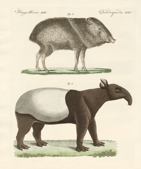 Strange mammals a German School, (19th century)
