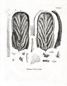 Teeth of Steller's Sea Cow