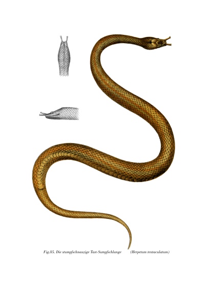 Tentacle Snake a German School, (19th century)
