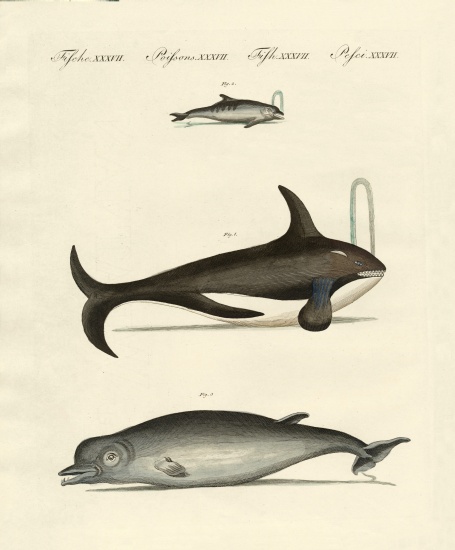 Whales and dolphins a German School, (19th century)