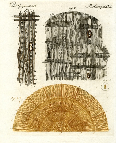 Wood anatomy a German School, (19th century)