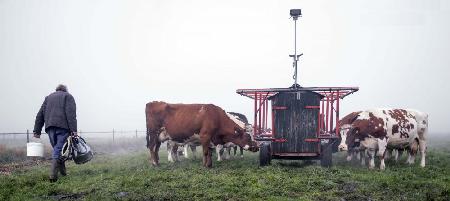 Outdoor milking in November