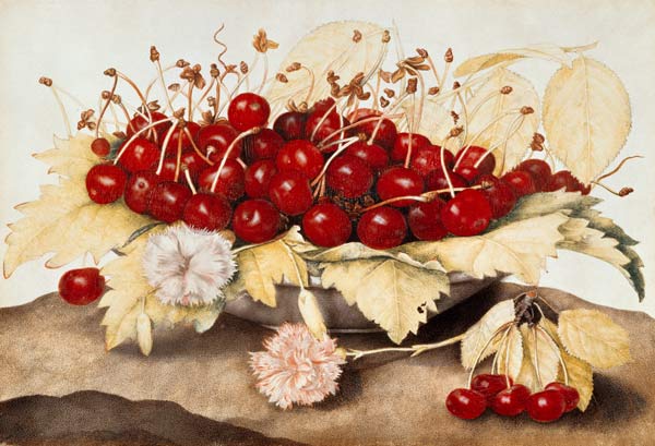 G.Garzoni / Cherries and carnations. a Giovanna Garzoni