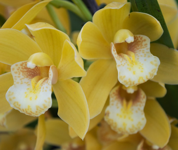 Orchid 6 a Giulio Catena