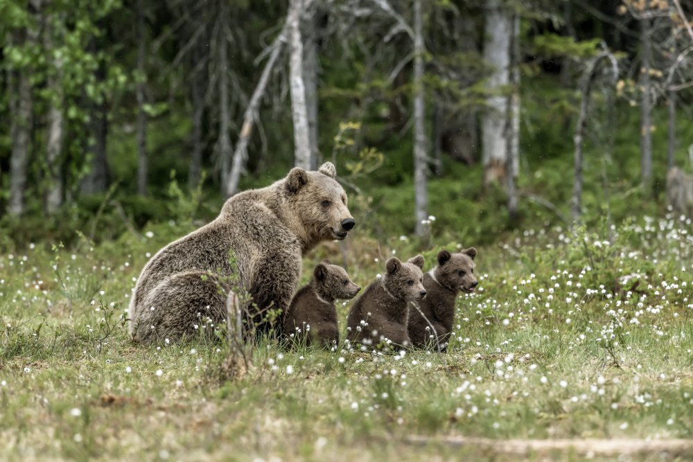 Family bears a Giuseppe DAmico