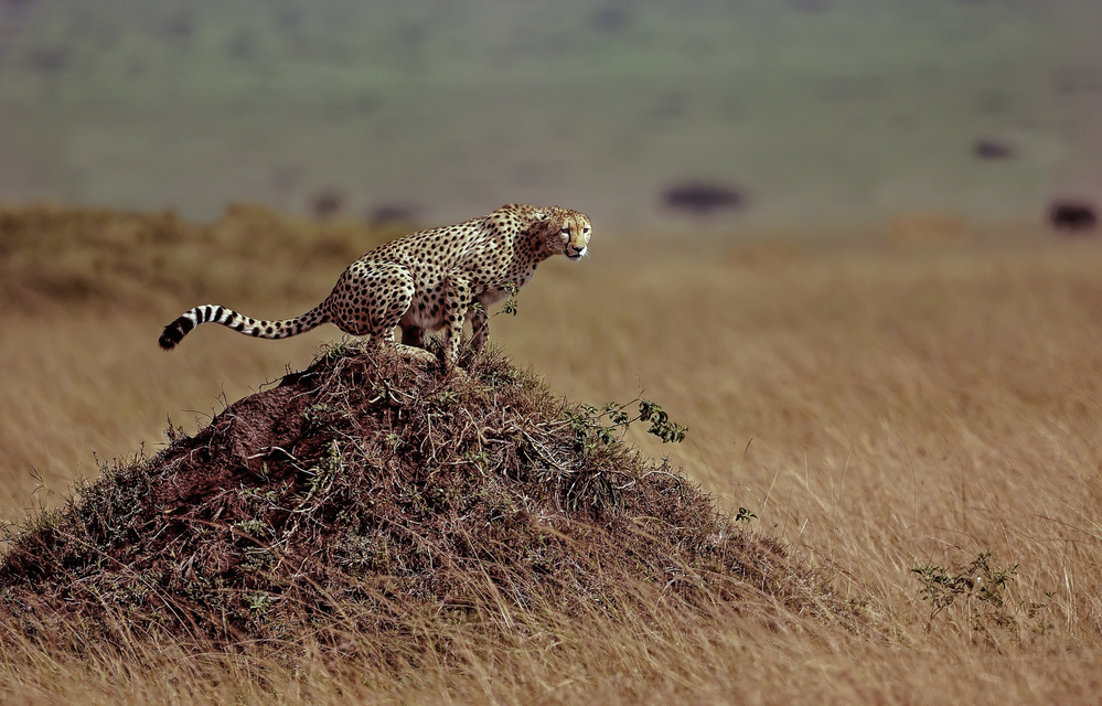 Cheetah a Giuseppe DAmico
