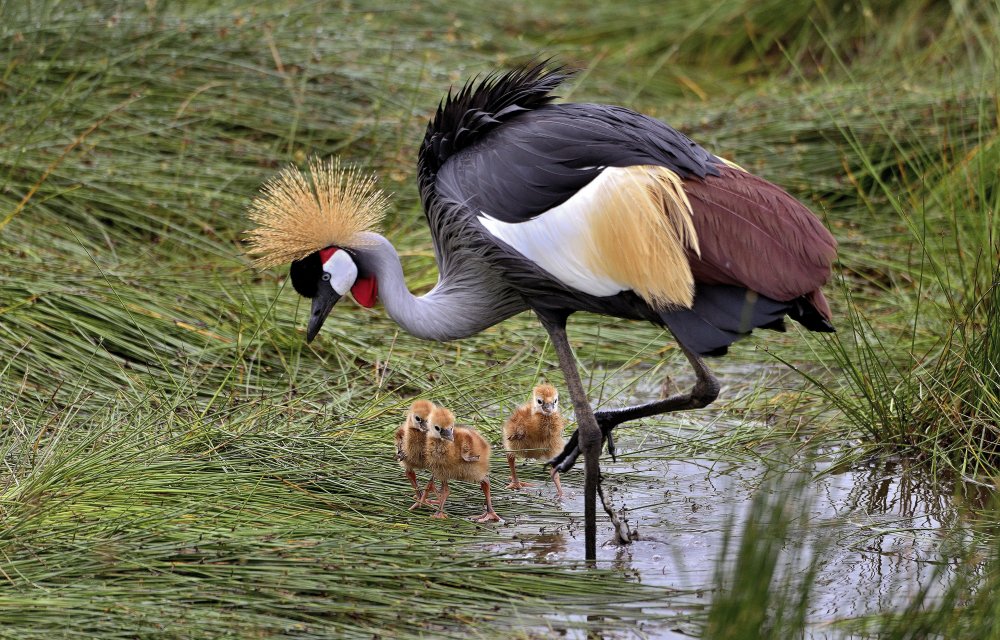 Crowned crane and its little ones a Giuseppe DAmico