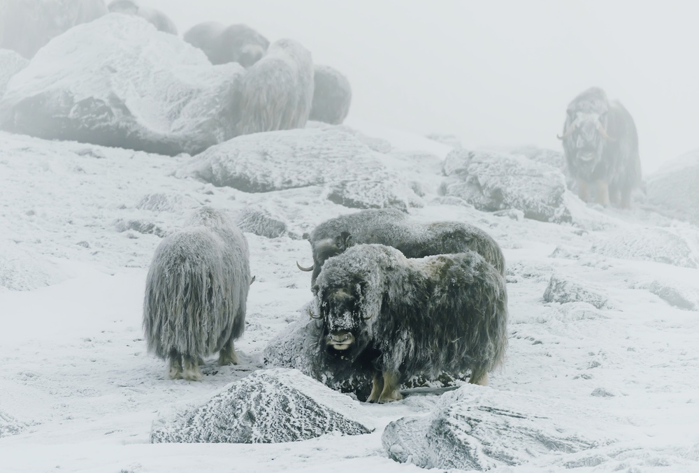 Musk ox, between the fog and frost a Giuseppe DAmico