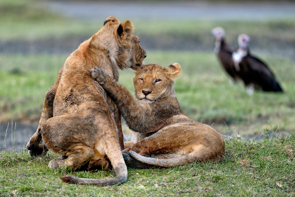 Youngs Lions - Serengeti Tanzania a Giuseppe DAmico