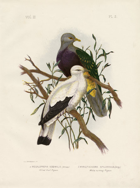 Allied Fruit Pigeon Or Wompoo Fruit-Dove a Gracius Broinowski