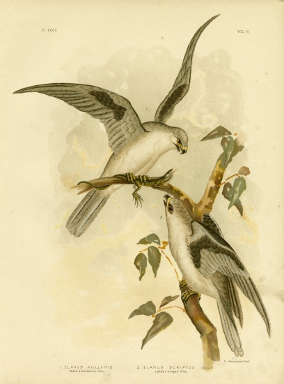 Black-Shouldered Kite a Gracius Broinowski