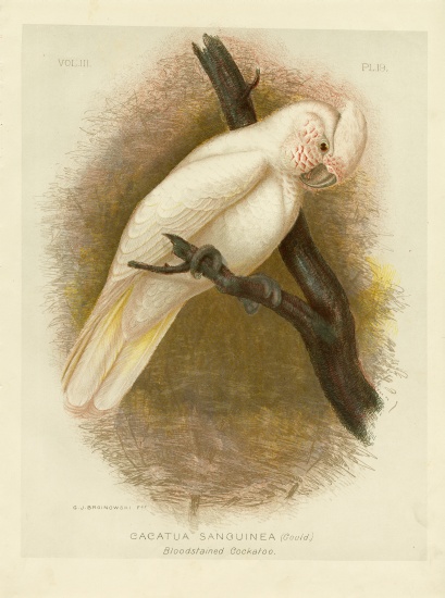 Blood-Stained Cockatoo a Gracius Broinowski