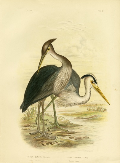 Great-Billed Heron Or Dusky-Grey Heron a Gracius Broinowski