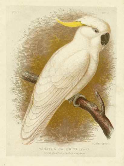 Great Sulphur-Crested Cockatoo a Gracius Broinowski