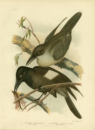 Grey Crow-Shrike a Gracius Broinowski