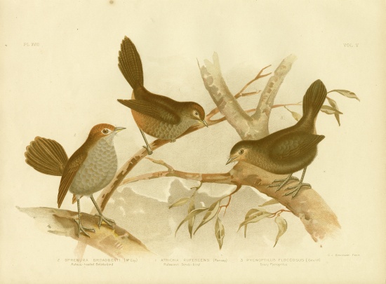 Rufescent Scrub-Bird a Gracius Broinowski
