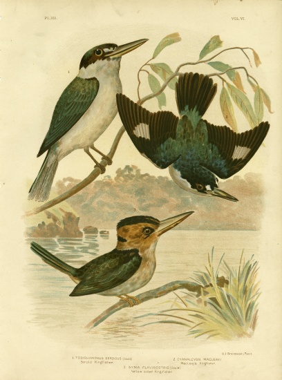 Sardid Kingfisher a Gracius Broinowski