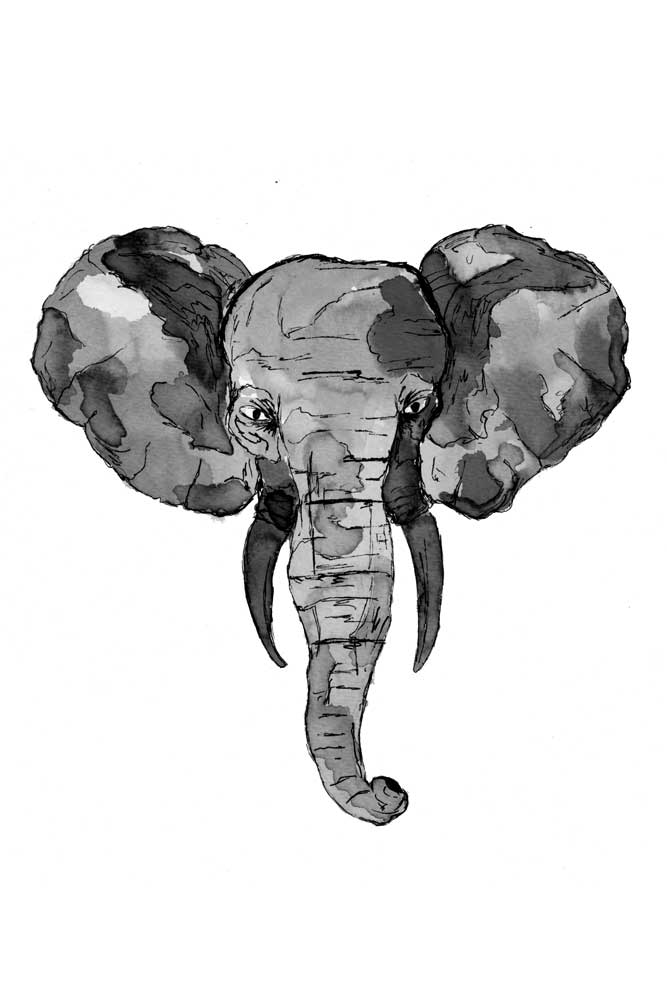 Grey African Elephant Head a Sebastian  Grafmann