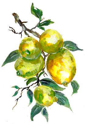 Frutti di limone su un ramo