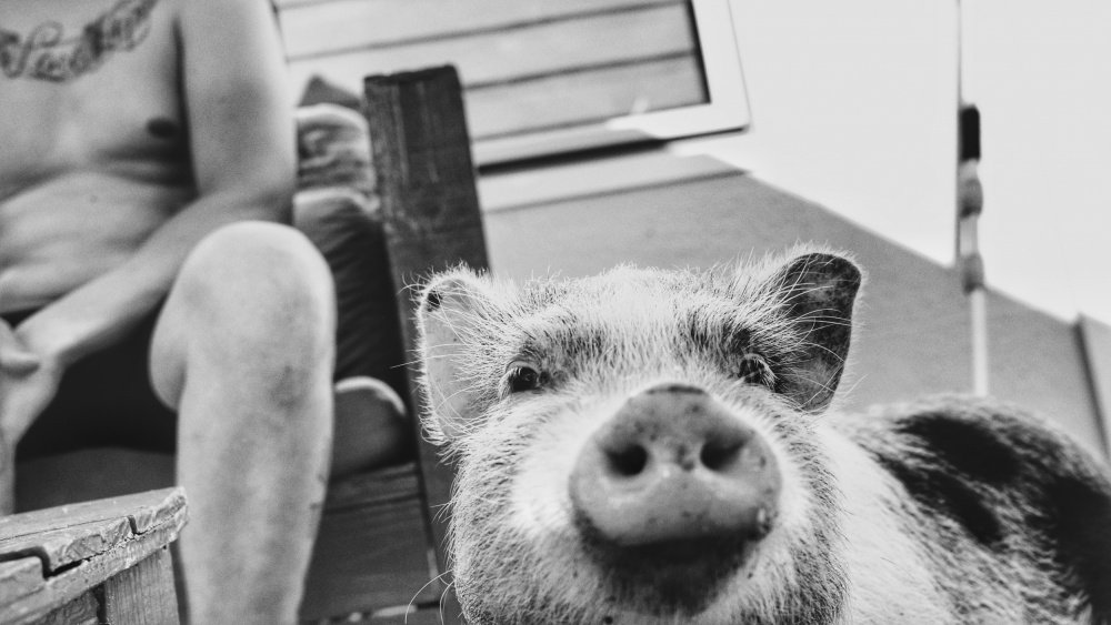 Pig. a Hans Van Dongen