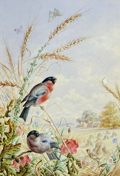 Bullfinches in a harvest field a Harry Bright