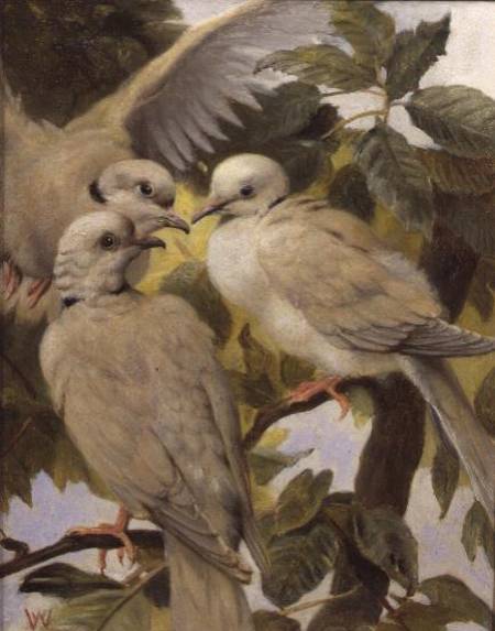Three Ringed Doves a Henry Weekes