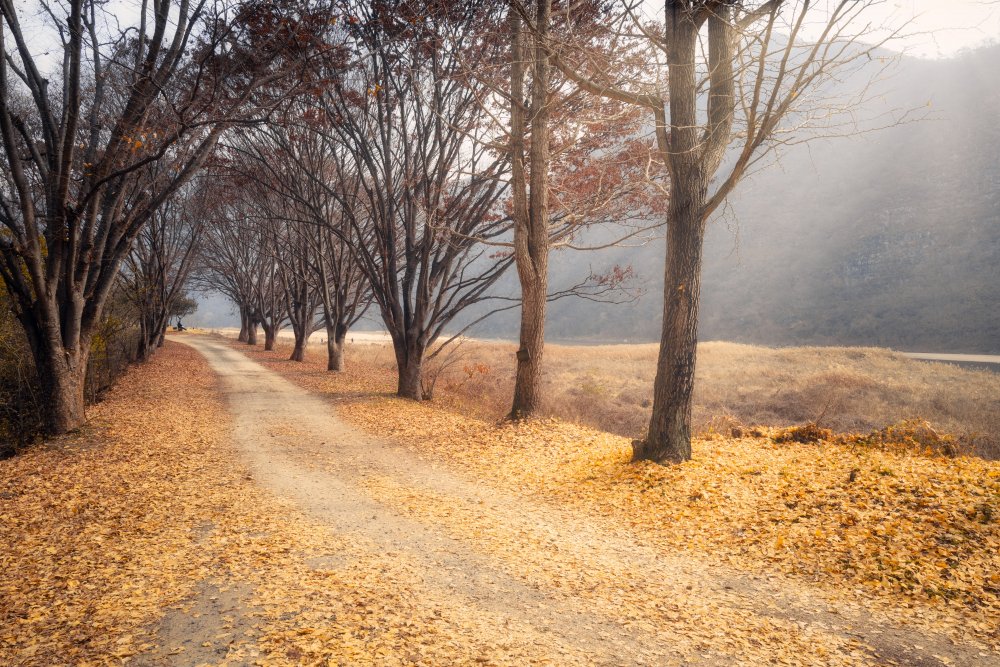 In the middle of autumn a Hongsun Yoon