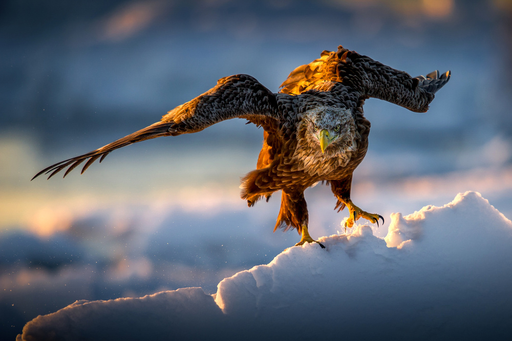 A Sea eagle on drift ice a Hung Tsui