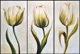 Three tulips 2001
