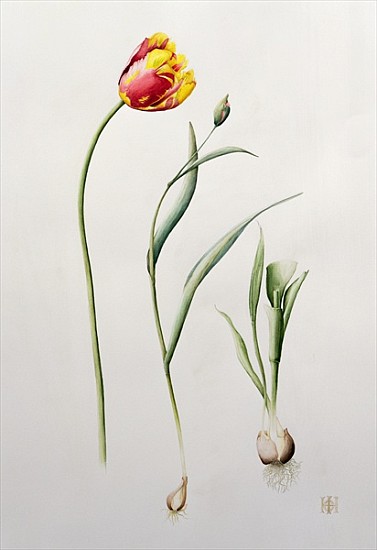 Parrot Tulip, 1995 (w/c)  a Iona  Hordern