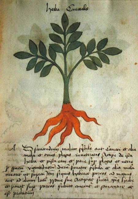 Ms 320 M fol.14r Herba Cancealis, from 'Liber Herbarius una cum rationibus conficiendi medicamenta' a Scuola pittorica italiana