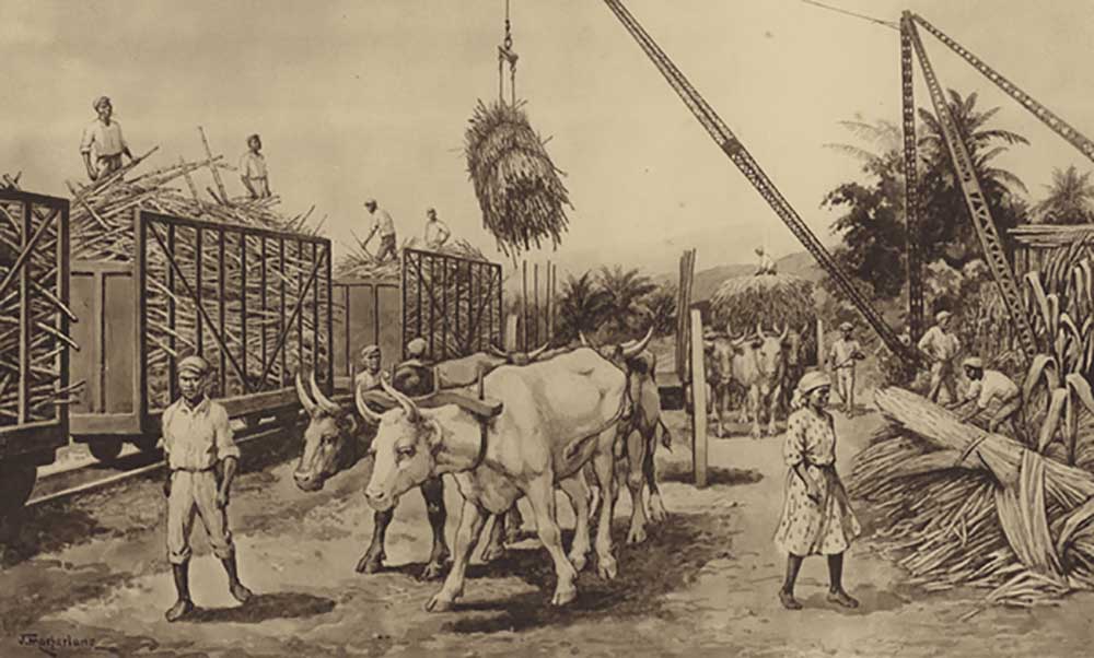 Loading sugar canes in Jamaica a J. Macfarlane