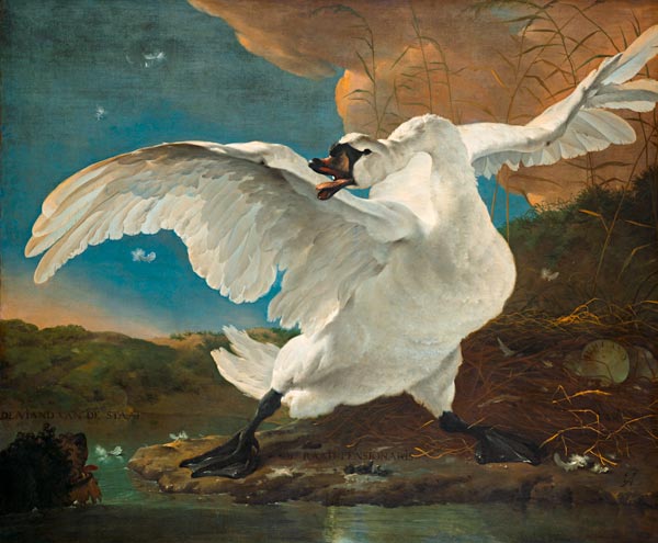 The Threatened Swan a Jan Asselijn