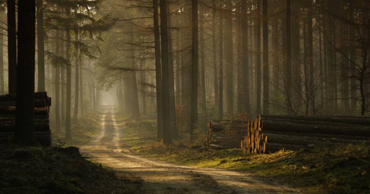 A forest walk a Jan Paul Kraaij