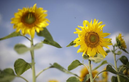 Sonnenblumen auf dem Feld a Jan Woitas
