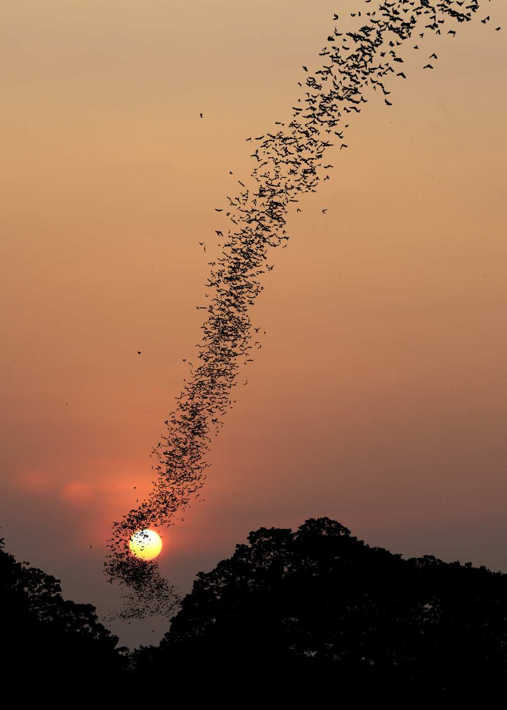 Bat swarm at sunset a Jean De Spiegeleer