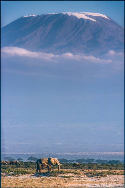 Kilimanjaro and the quiet sentinels a Jeffrey C. Sink