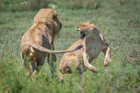 Love / Hate courtship